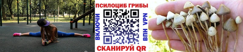 Купить где  Арсеньев  Галлюциногенные грибы мицелий 